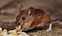 24 Hour & Emergency Exterminators in Plymouth, WA